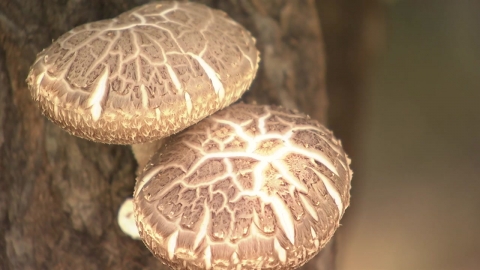 원목 표고 등 전남 농수산물 수출 활기... 한 해 10억 달러 간다