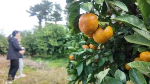 "덜 익은 것까지 따갔다"…수확 철 \'감귤 절도\' 기승