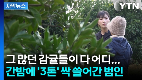 [자막뉴스] 무려 '3톤' 쓸어갔다... 텅 빈 감귤밭에 제주 농가 주의보