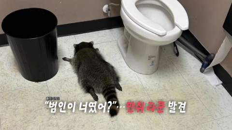 "술이 원수지"...변기 옆 '만취' 라쿤 발견 [앵커리포트]