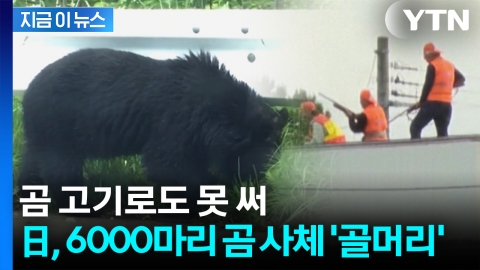 "얇게 잘라 봉투에 버려"...일본, 6000마리 곰 사체 '골머리' [지금이뉴스]
