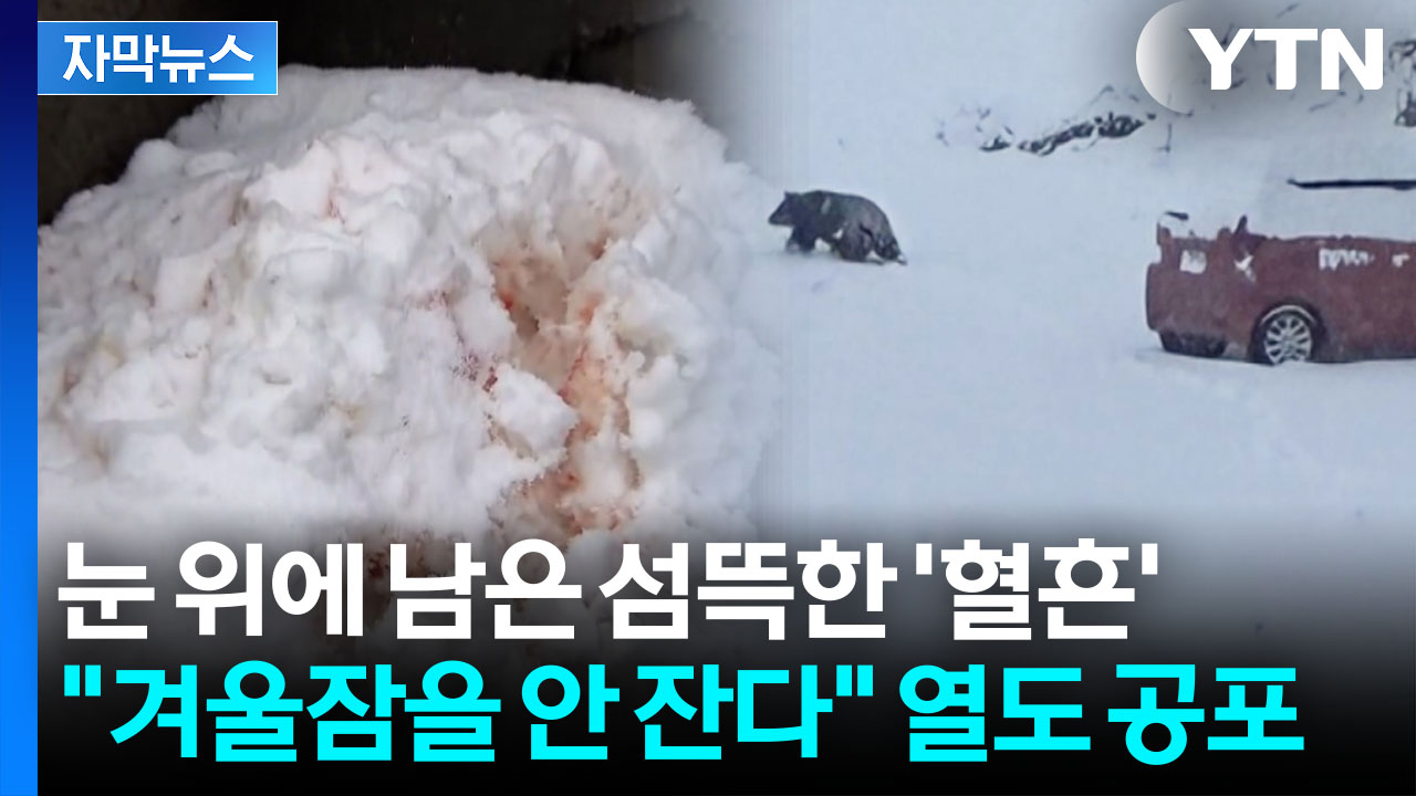 [자막뉴스] 일본 덮친 쌍악재...잠에서 깨어난 곰에 비명 속출