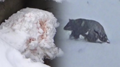 폭설에 곰 습격까지…눈 치우다 '설상가상'