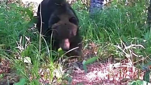 폭설에 곰 습격까지…눈 치우다 '설상가상'