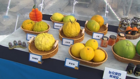 봉은사에서 만나는 제철 감귤…\'감귤데이\' 10주년