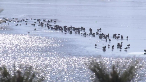 "공항 건설 때 조류 위험 평가"…이달 첫 지침 나온다