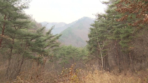 [날씨] 동해안 건조경보…이번 주 강추위 없지만, 비·눈 잦을 듯