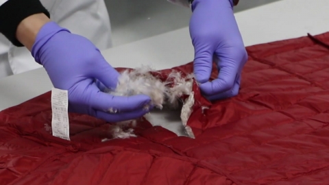 믿었던 구스다운의 '배신'…거위털이라더니 오리털이