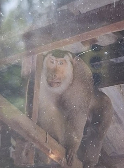 사람 살해하고 경찰 노려보다 달아나…태국 '발칵'
