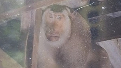 사람 살해하고 경찰 노려보다 달아나…태국 \'발칵\'