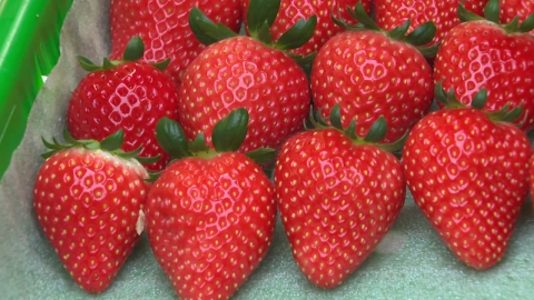 신품종 딸기로 경쟁력 강화…수출 효자 역할 '톡톡'