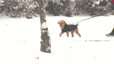 [날씨] 강원 산간 오후부터 또 최대 10cm 눈…서해안 한파주의보