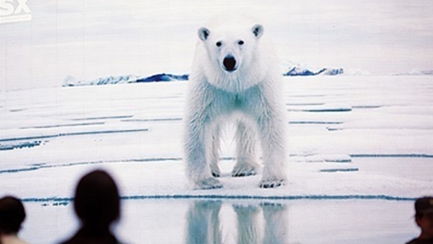 식물성 식단으로 바꾸는 북극곰...온난화에 DNA 변이로 적응