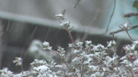 [날씨] 중부 중심 많은 눈…최대 15cm, 습설 유의하세요!