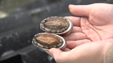 되돌아온 제주 '오분자기'…10년 방류 사업으로 부활