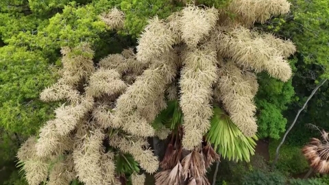 80년 만에 활짝…'일생에 한 번' 꽃피는 야자수