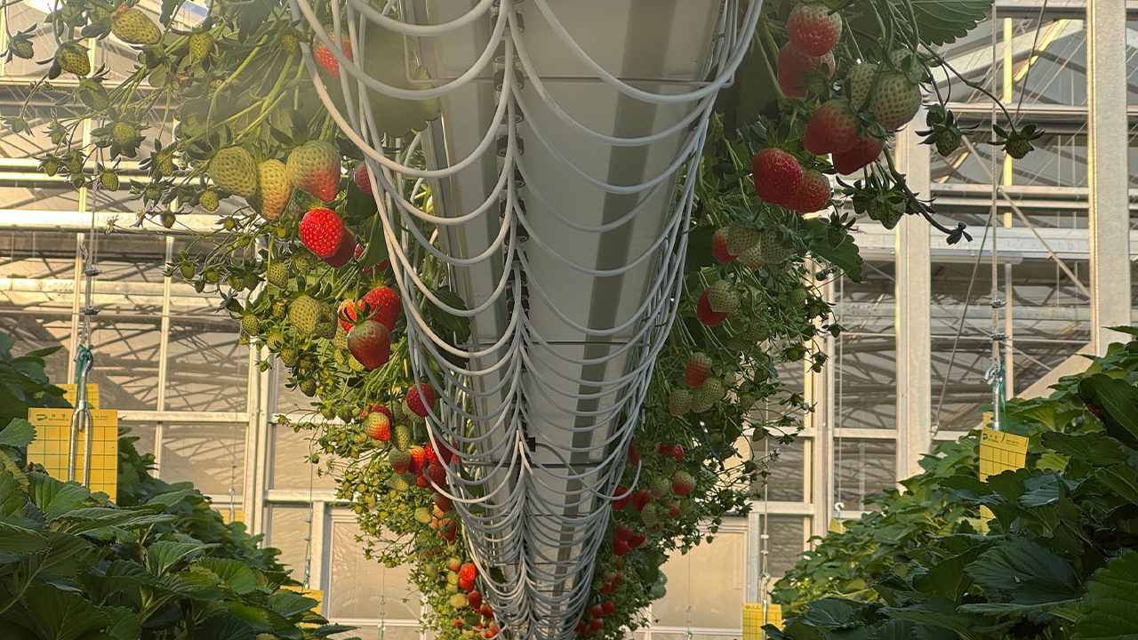 달콤한 강원 양구 딸기 본격 출하...135톤 생산