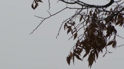 [날씨] 밤까지 중부 곳곳 비·눈, 빙판길 유의...차츰 스모그 유입