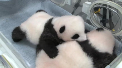 54년 만에 일본에서 사라지는 '판다'…1분 보려고 '장사진'