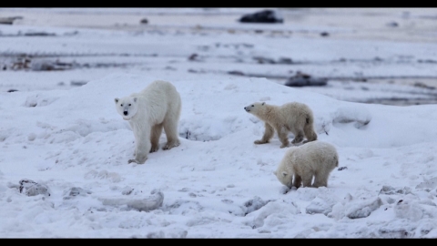 눈밭 위 모성애…어미 잃은 아기곰 입양한 북극곰