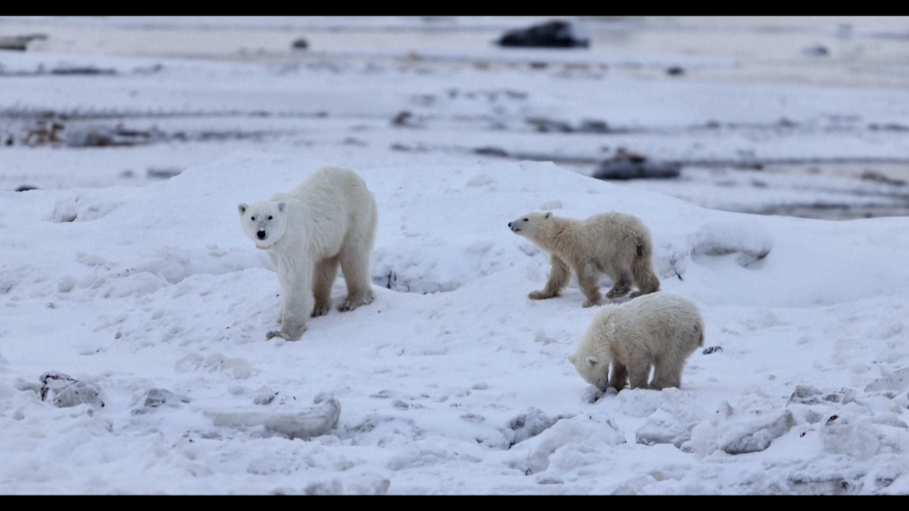 눈밭 위 모성애...어미 잃은 아기곰 입양한 북극곰