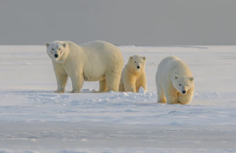 캐나다 북극곰, 고아 새끼곰들 입양...친자식과 함께 돌봐