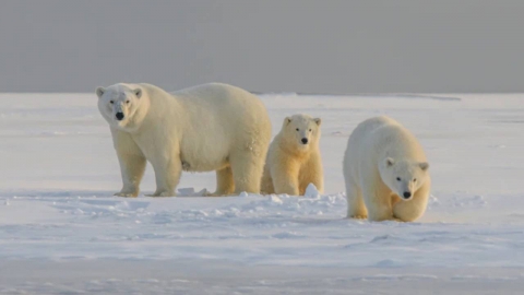 캐나다 북극곰, 고아 새끼곰들 입양…친자식과 함께 돌봐