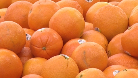 내년부터 미국산 감귤류 무관세…제주 농가 '비상'