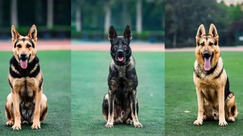 '자립 강조' 중국, 경찰견도 국산화...'쿤밍견' 비중 확대