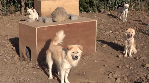 "버려진 생명인데 또"…벼랑 끝 유기견 보금자리