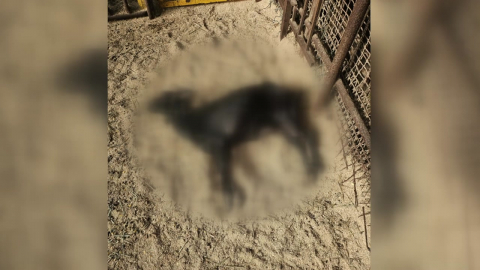 터널 발파소음에 염소 집단 폐사?…"대책 마련하라"