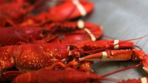 "바닷가재 산채로 삶으면 불법"...스위스·노르웨이 이어 영국도 금지