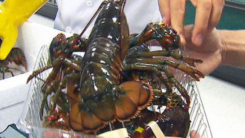 "바닷가재 산 채로 삶기 금지" 영국, 동물복지 강화 방안 발표