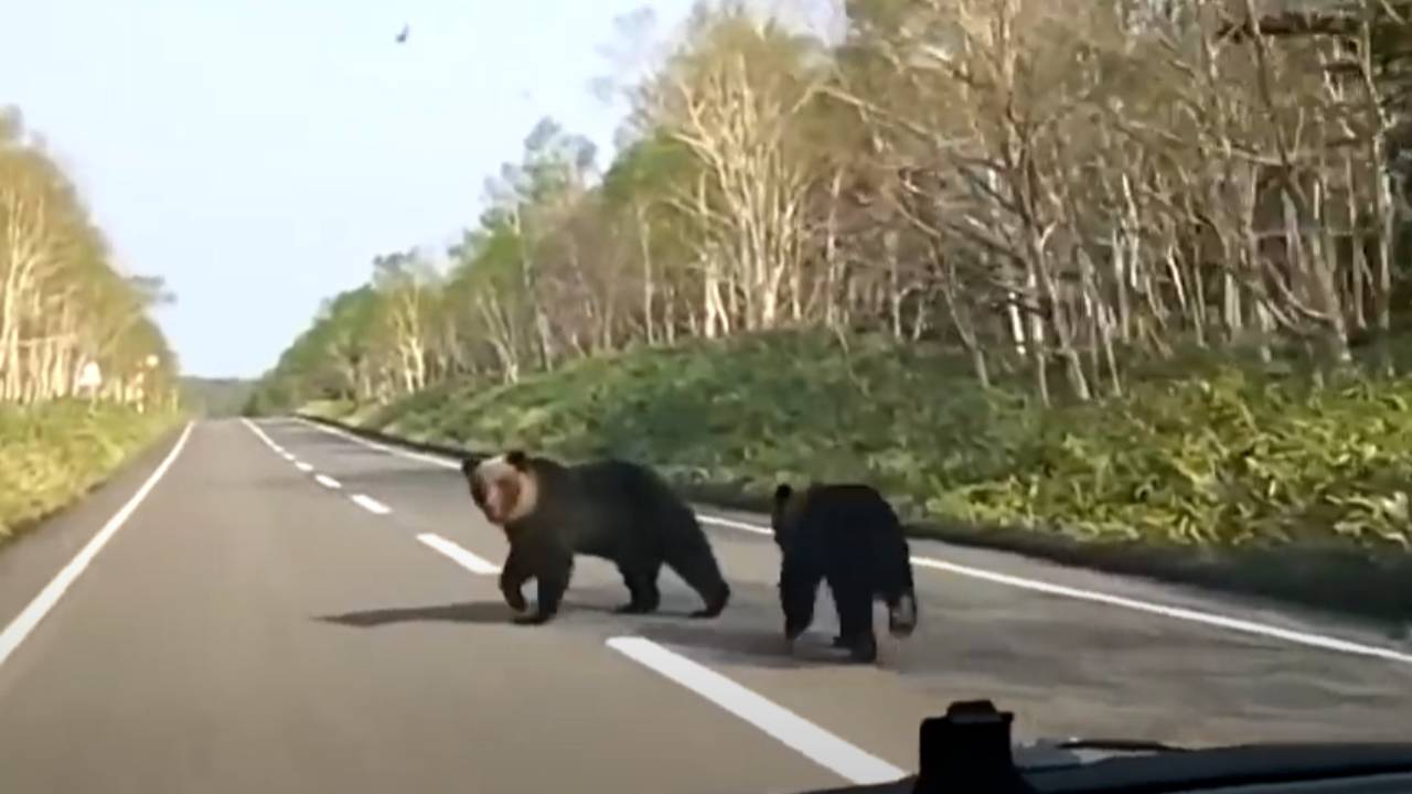 일본 아키타 동물원 직원, 산에서 내려온 야생 곰에게 피습 