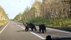 일본 아키타 동물원 직원, 산에서 내려온 야생 곰에게 피습 