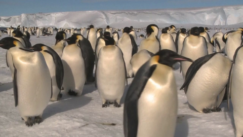 '멸종 위기'에 처한 펭귄…기후변화의 마지막 경고