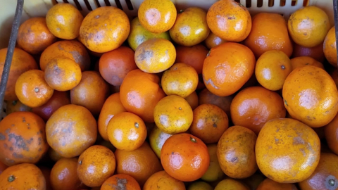 "못난이 귤이라더니"...택배 직거래 저품질 감귤 '주의보'