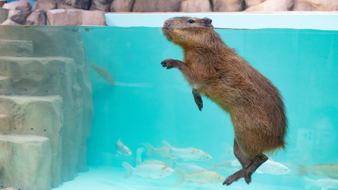 [기업] 롯데월드 아쿠아리움 "설치류 카피바라, 새 식구로 합류"
