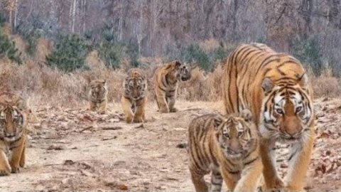 "어미가 새끼 5마리 돌봐" 백두산 호랑이 6마리 포착