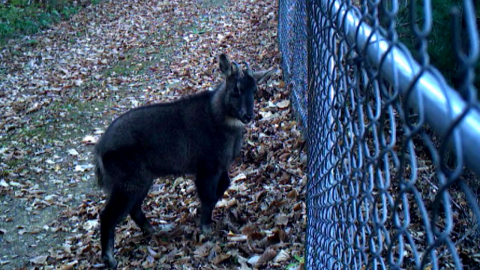 산양 떼죽음 후 2년…울타리 8% 내년부터 철거