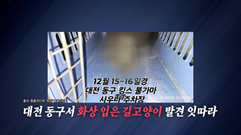 "현상금 500만 원"…대전서 \'얼굴 불탄 길고양\'이 잇따라 [앵커리포트]