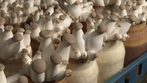 [녹색] 홍삼 부산물로 버섯 배지 대체...수확량 14%↑