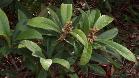 [녹색] 버려지던 비파 잎의 반전...콜레스테롤↓, 골밀도↑