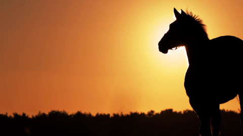 \'협력·열정\'…병오년, 말에게 배우는 지혜