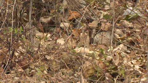 [날씨] 소한, 기온 변화 크고 대기 건조…동쪽 산불 유의