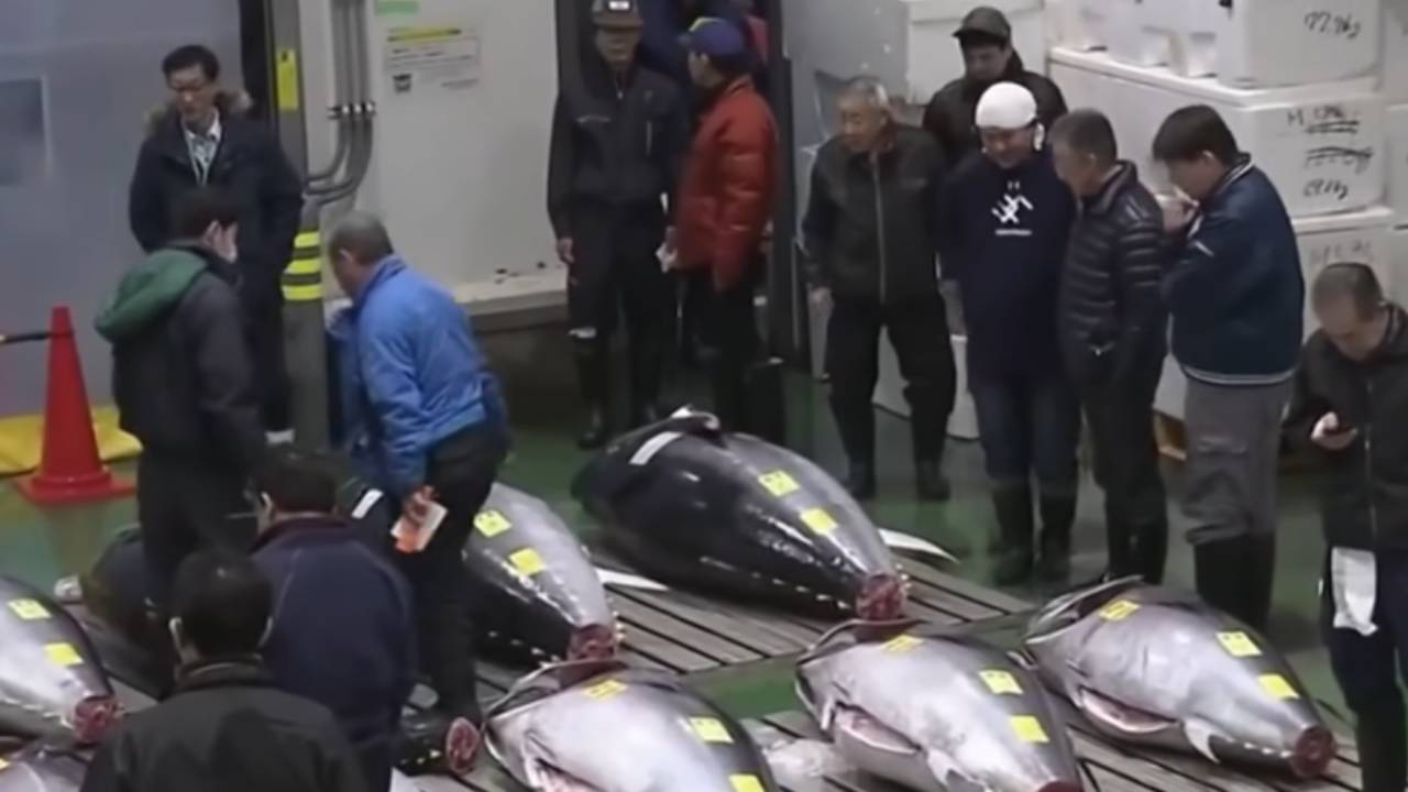 참치 한 마리에 47억 원...도쿄 경매서 역대 최고가 낙찰