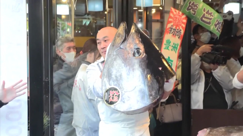 일본 새해 첫 참치, 47억 원에 낙찰…"역대 최고가"