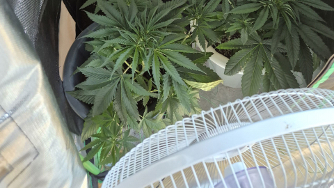 대마 씨앗 밀수해 집에서 키운 30대 작가 검거