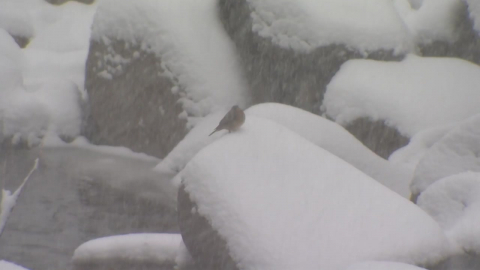 [날씨] 주말 전국에 눈, 강원 대설…휴일부터 다시 한파