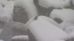 [날씨] 주말 전국에 눈, 강원 대설...휴일부터 다시 한파